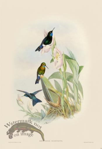 Gould Hummingbird 276